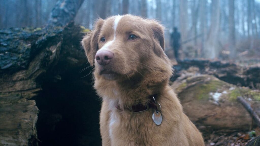 good boy 3